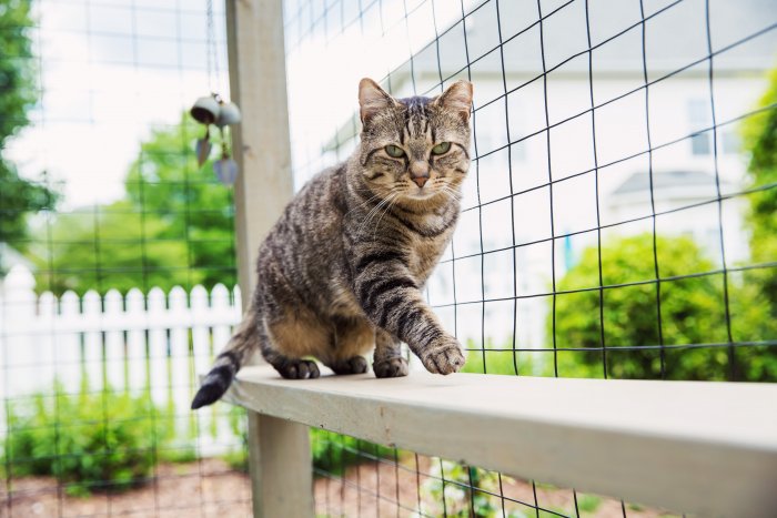 Cat walking along the fence of a catio